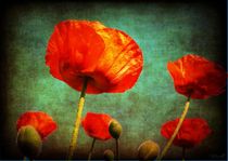 Mohn 5 by HPR Photography