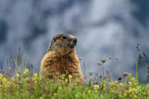 marmot on alpine meadow by Antonio Scarpi
