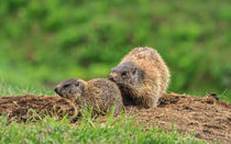 Female marmot with young by Antonio Scarpi