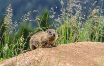 young marmot on alpine meadow by Antonio Scarpi