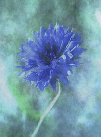 blaue Kornblume by sabiho