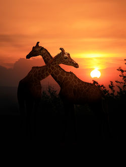 Giraffen-sunset