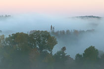 Bäume an einem Nebelmorgen 2 by Bernhard Kaiser