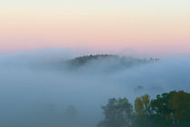 Bäume an einem Nebelmorgen by Bernhard Kaiser