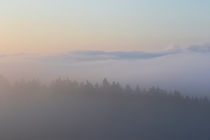 Bäume, Nebel, Himmel by Bernhard Kaiser