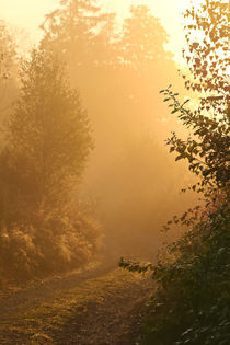 Licht und Nebel am Morgen von Bernhard Kaiser