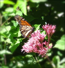 Monarch Butterfly von Sabine Cox