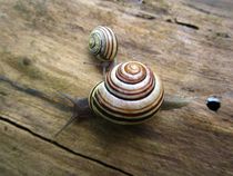 Snails by Sabine Cox