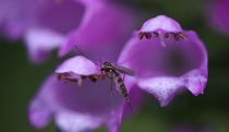 ein lila Wunder mit einer Mücke by Simone Marsig