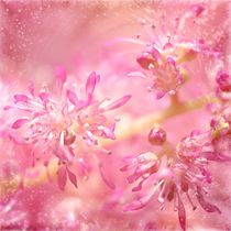 Rosa Blüten von Gabi Siebenhühner