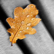 Water drops on a leaf von Michael Naegele