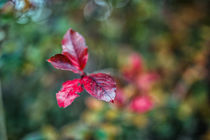 Autumn color von Uladzislau Mihdalionak
