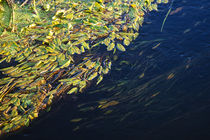 River abstract von Uladzislau Mihdalionak