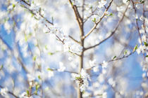 Spring freshness by Uladzislau Mihdalionak
