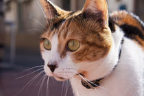 ginger-white cat stare von Jessy Libik