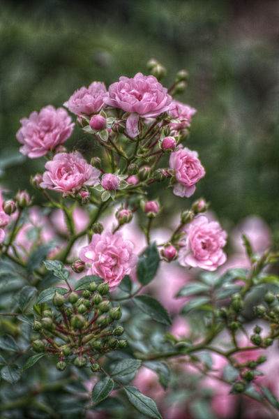 Rosa-roschen