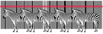 Zebra Barcode Laser by Monika Juengling