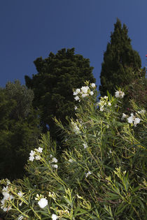kroatischer Oleander  by Steffen Krahl