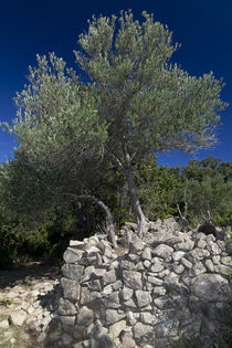 Olivenbäume 02 - Insel Raab (Kroatien) von Steffen Krahl