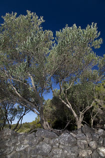 Olivenbäume 01 - Insel Raab (Kroatien)  by Steffen Krahl