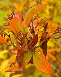 Autumn Colours von Michael Naegele