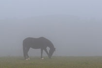 Allein im Nebel by Bernhard Kaiser