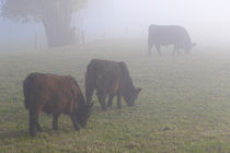 Kühe im Nebel by Bernhard Kaiser