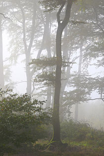 Herbstwald mit Nebel von Bernhard Kaiser