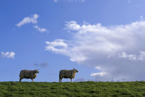 Grazing sheep on a dike by John Stuij
