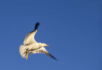 Flying seagull by John Stuij