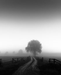 | silent morning | by franziskus