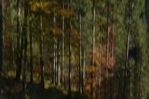 Herbstwald by heiko13