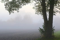 Nebelwelt von Bernhard Kaiser