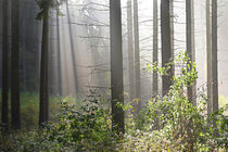 Herbstwald 2 by Bernhard Kaiser