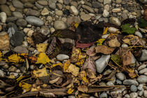 Leaves and stones von Chris Berger