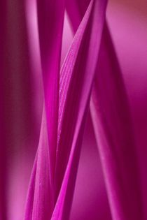 Grashalme in Pink by Gabi Siebenhühner