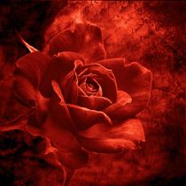 Rote Rose by Gabi Siebenhühner