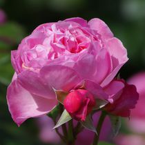 Rosa Rose von Gabi Siebenhühner