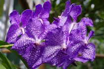 Orchidee von Gabi Siebenhühner