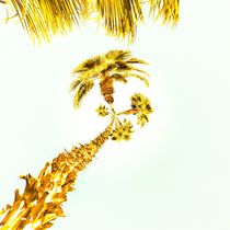 palm trees with the summer sky background by timla