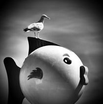 seagull by HPR Photography