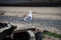 Seagull on Driftwood by Sally White
