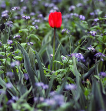 Red Tulip von Sally White