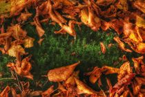 Fallen leaves von Susanne  Mauz