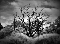 old tree von HPR Photography