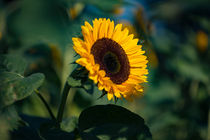 Sonnenblume  von Michael  Beith