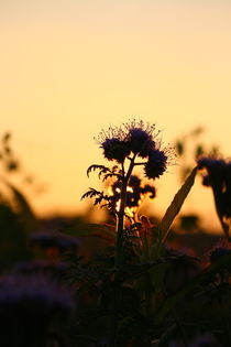 Blühend im herbstlichen Sonnenuntergang by Simone Marsig