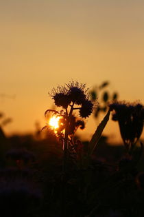 Abendsonne im Schatten einer Feldblume by Simone Marsig