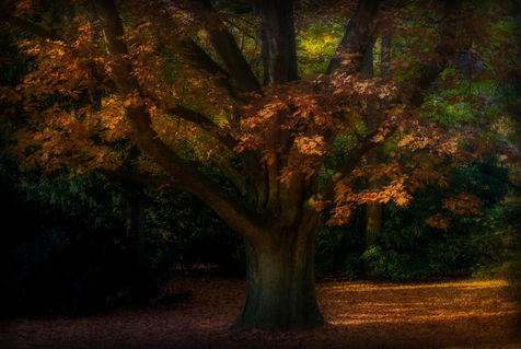 Smart-autumntree-bordered