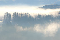 Der Wald im Nebel von Bernhard Kaiser